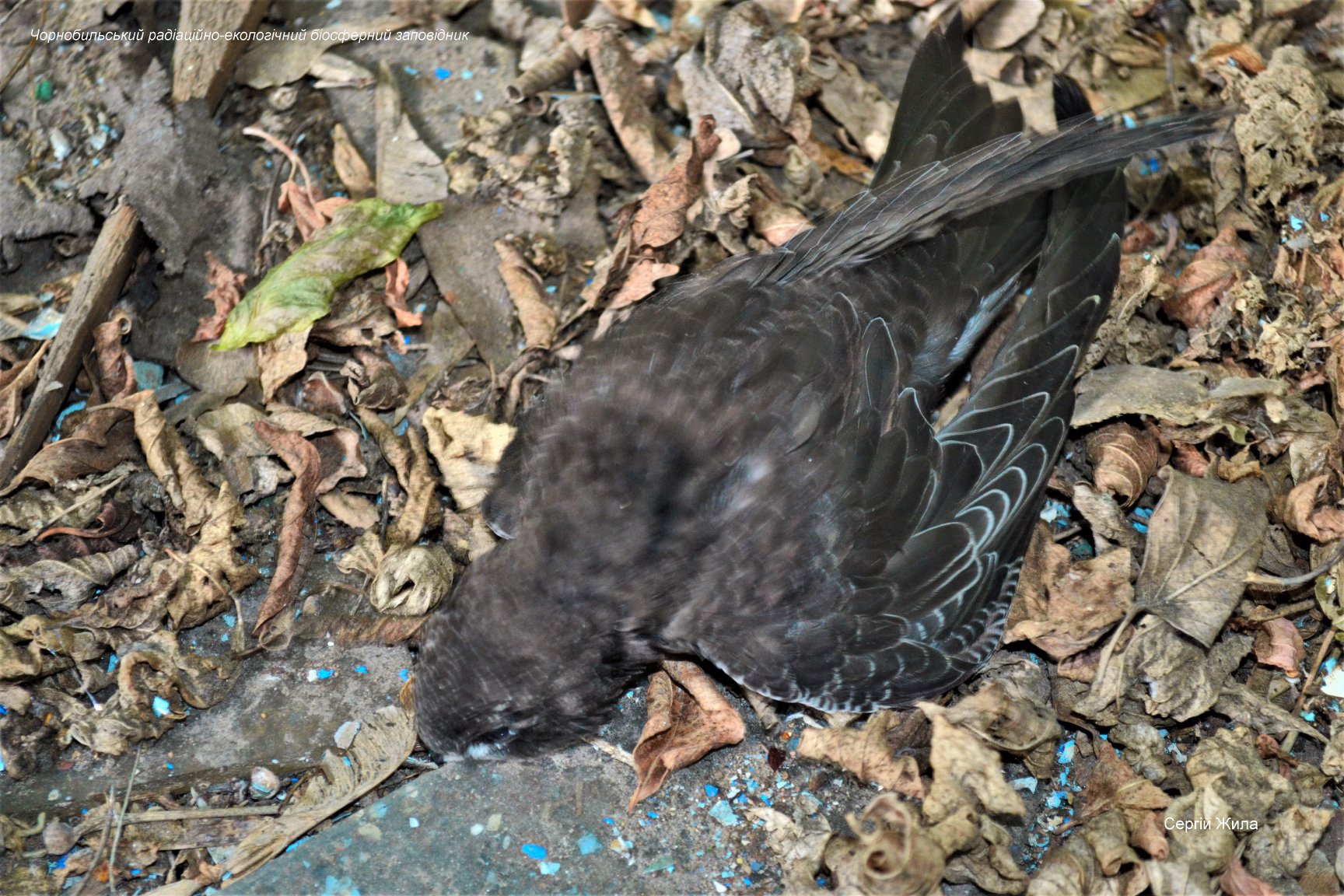 У Чорнобилі показали родича колібрі, який не вміє ходити по землі