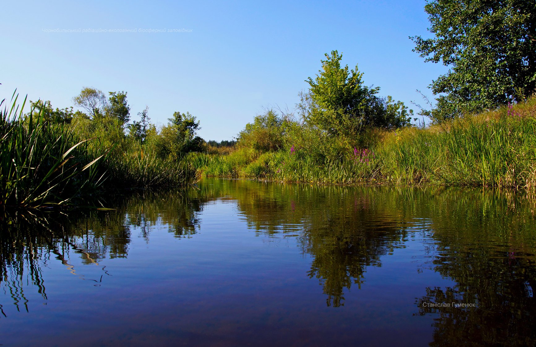 В Чернобыле показали на фото невероятной красоты природу, что отдыхает от людей