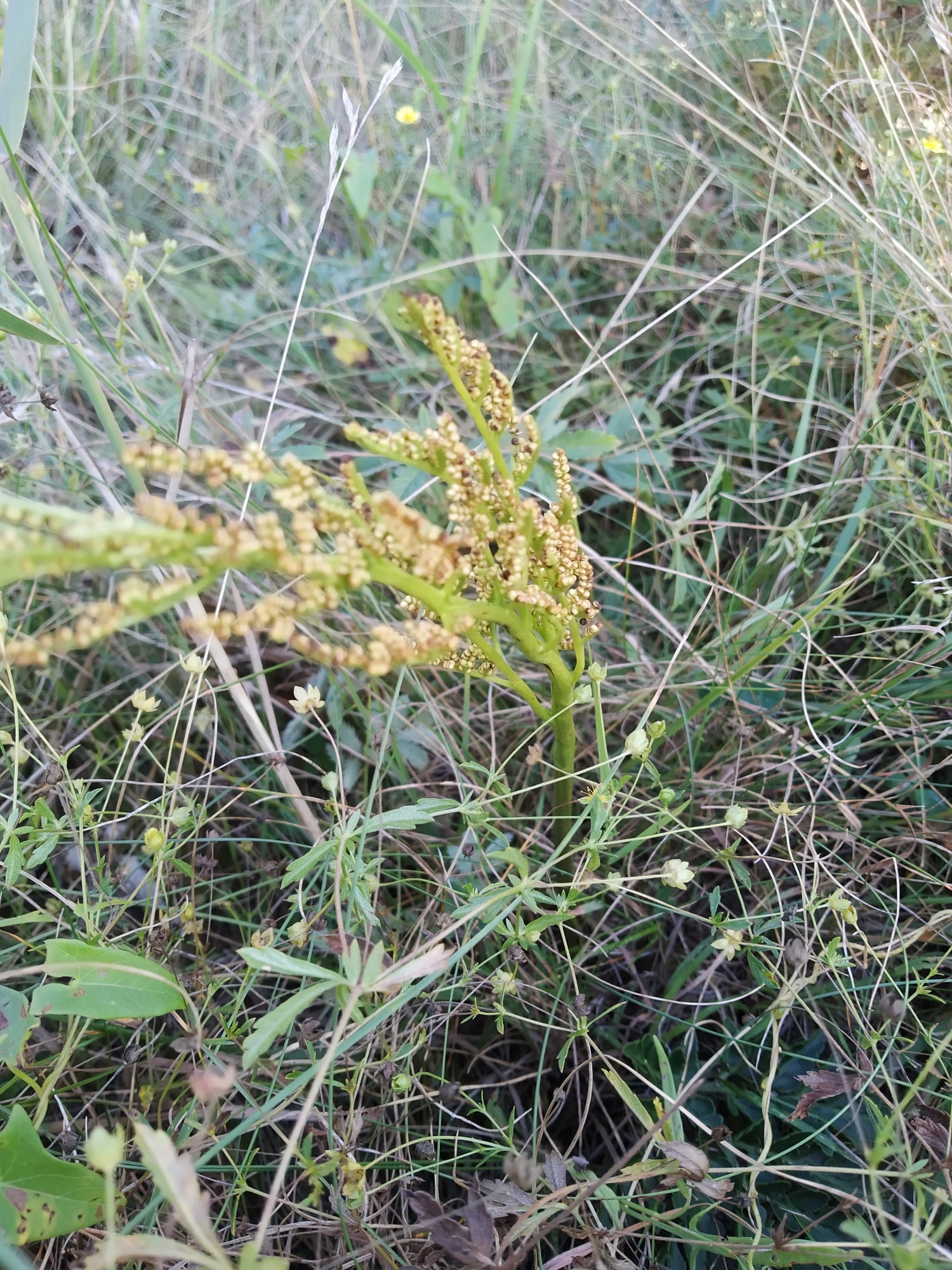 Під Києвом знайшли "червонокнижні" рослини: зустрічаються дуже рідко