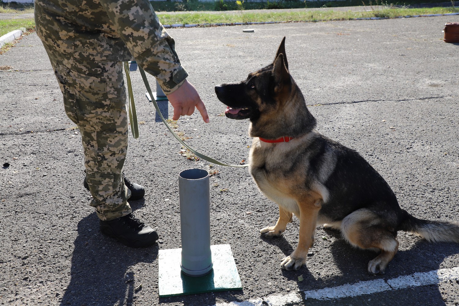 Зеленського будуть охороняти чотирилапі сек'юріті: як їх навчають (фото)