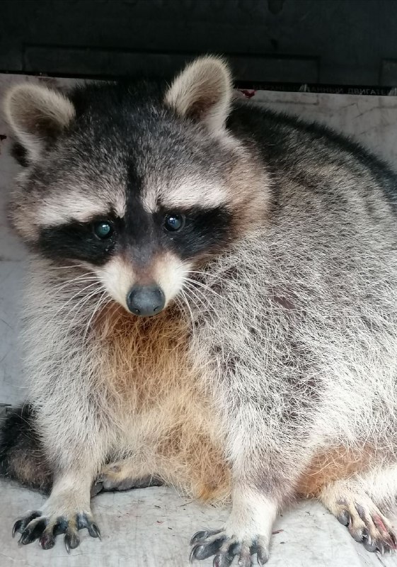 Под Киевом спасли енота Кирюшу, который взобрался на 12-метровое дерево: как это было (фото)