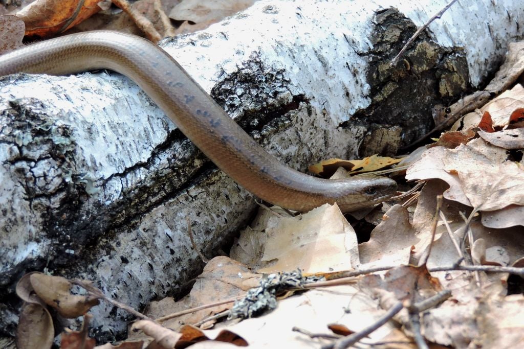 В Чернобыле показали редкую безногую ящерицу: можно перепутать со змеей