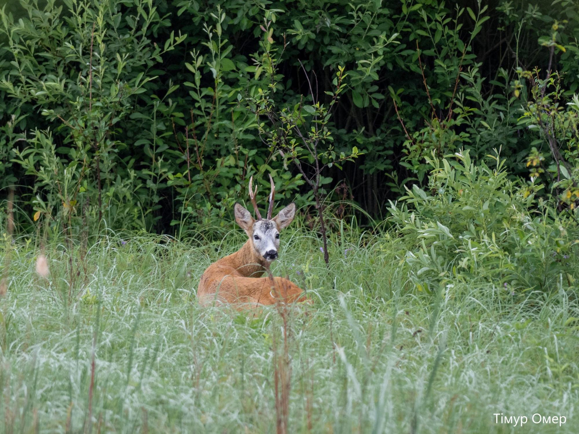 В Чернобыле показали животное невероятной красоты: оно очень пугливое