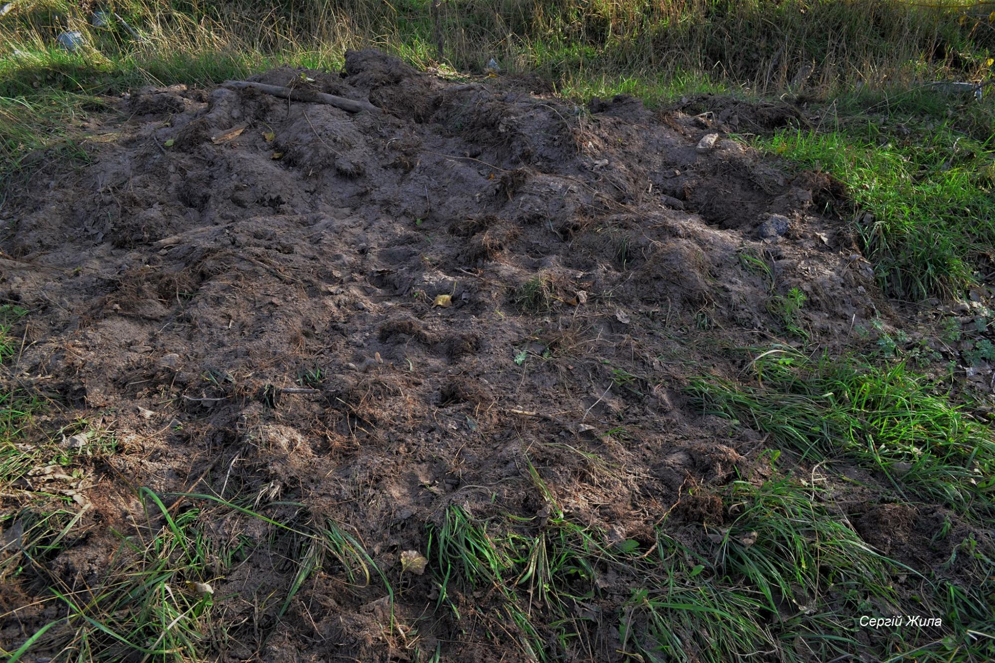В Чернобыле показали стадо одичавших животных высотой почти в человеческий рост