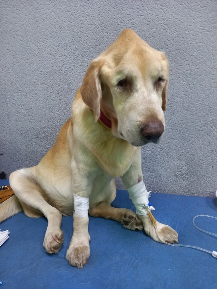 В Запорожье мужчина выбил собаке оба глаза, но она продолжала любить хозяина