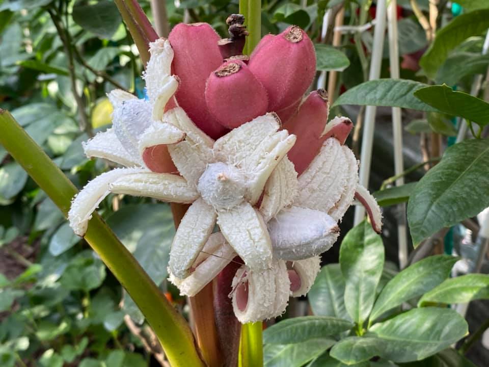 Українка виростила вдома незвичайні кольорові банани (фото)