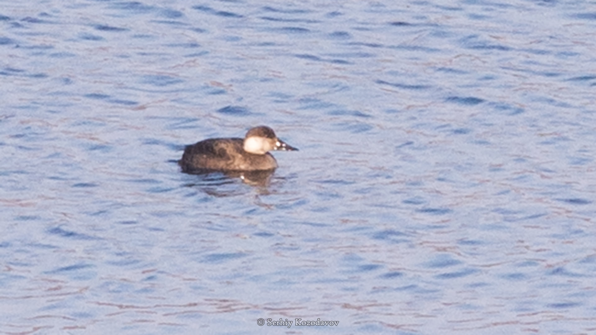 На Хортице ученые обнаружили новый вид птиц (фото)
