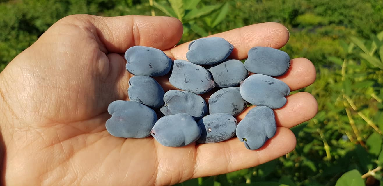 Експерт назвав найурожайніший сорт жимолості: майже 2 кг з куща!