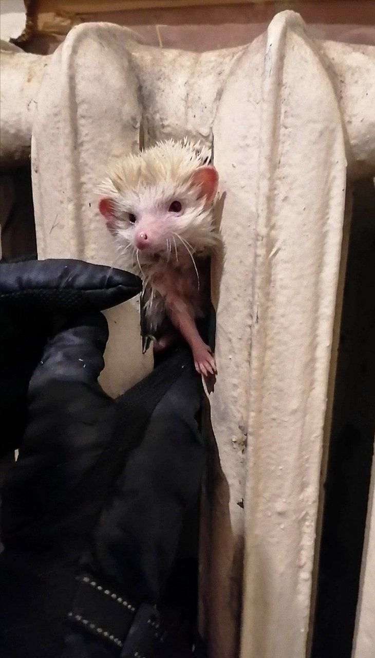 В Киеве всю ночь спасали экзотического ежа, который застрял в батарее (фото)