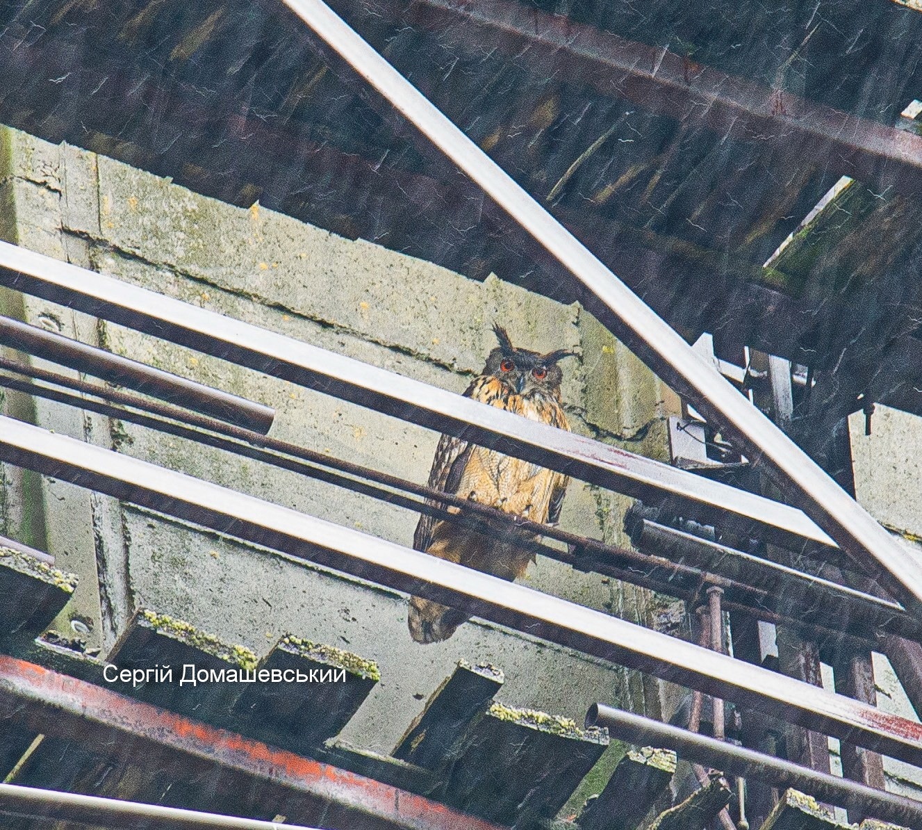 В Чернобыле огромная хищная птица поселилась прямо на градирне ЧАЭС (фото)