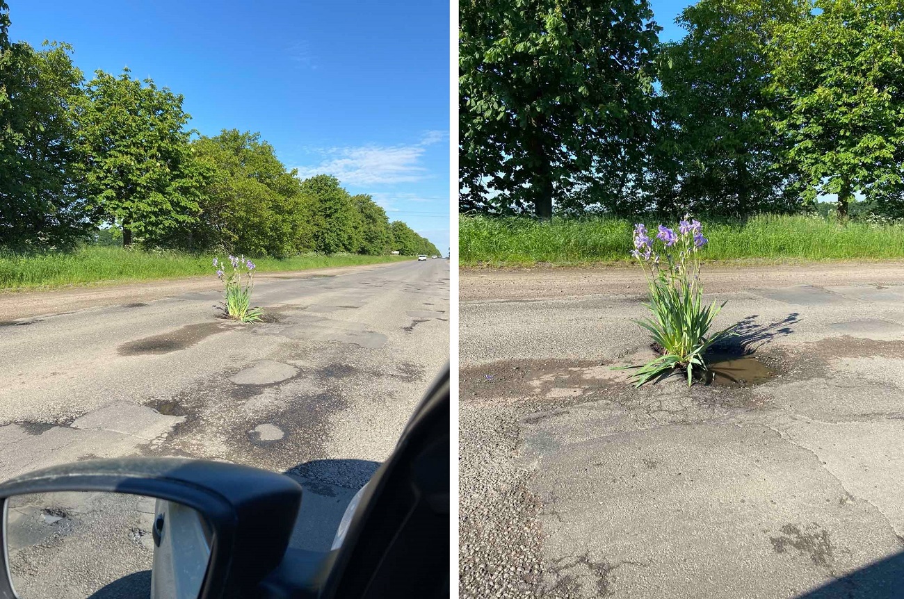 Цветы на асфальте: в Крыжополе люди садят ирисы в выбоины на дороге