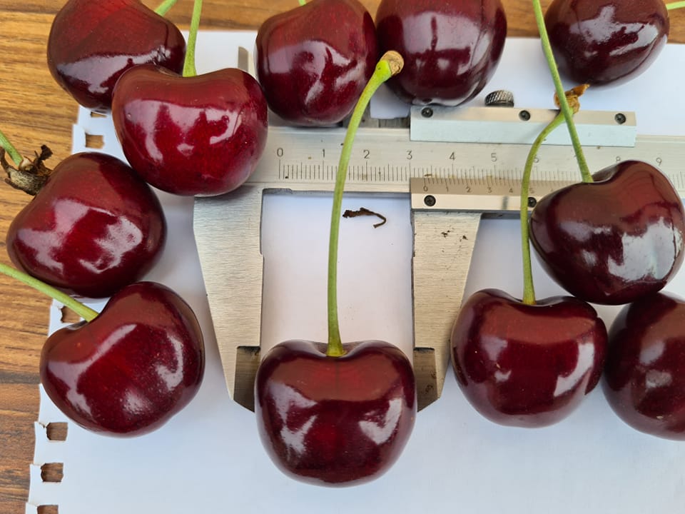 Украинские фермеры вырастили черешню рекордных размеров: фото ягоды-гиганта