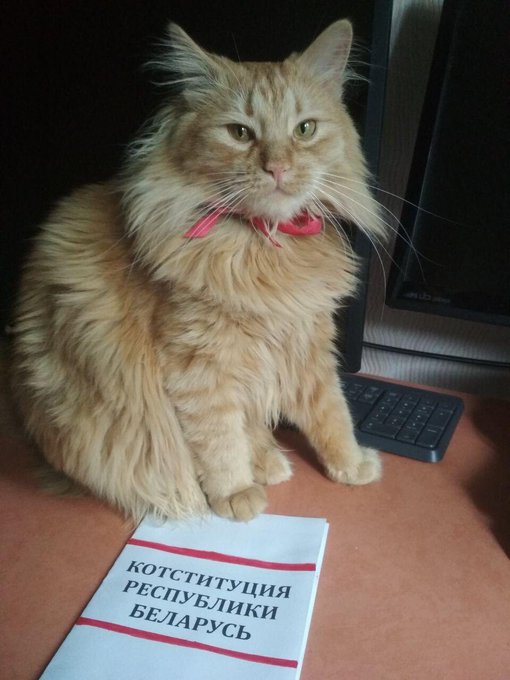 Если диктатор, то только такой: белорусы массово инаугурируют котов, собак и мышей (фото)