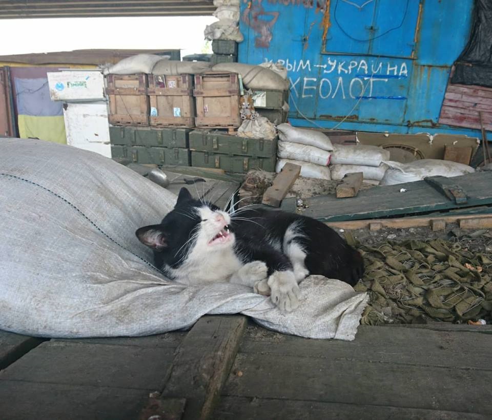 Лохматые вояки: фото верных четвероногих друзей украинских бойцов на передовой