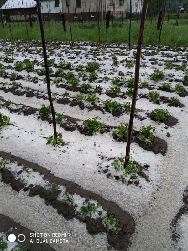 Град на Закарпатье полностью уничтожил будущий урожай (фото)