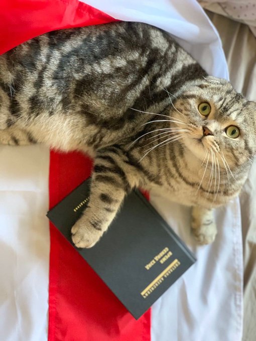 Если диктатор, то только такой: белорусы массово инаугурируют котов, собак и мышей (фото)