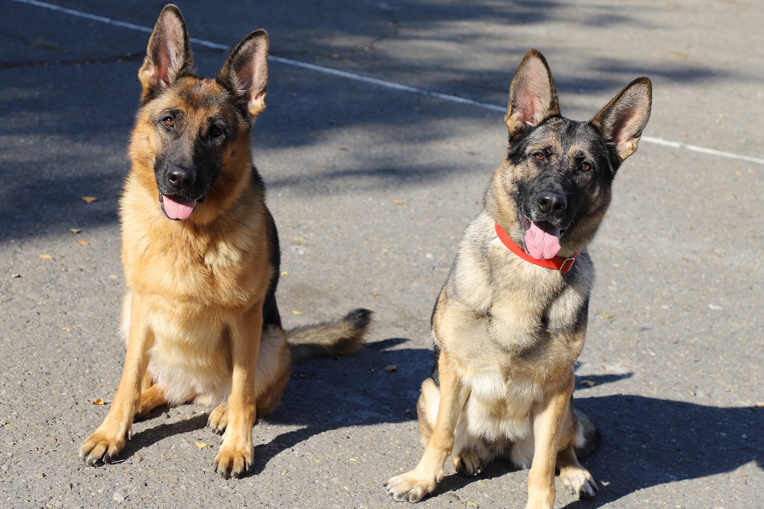 Зеленського будуть охороняти чотирилапі сек'юріті: як їх навчають (фото)