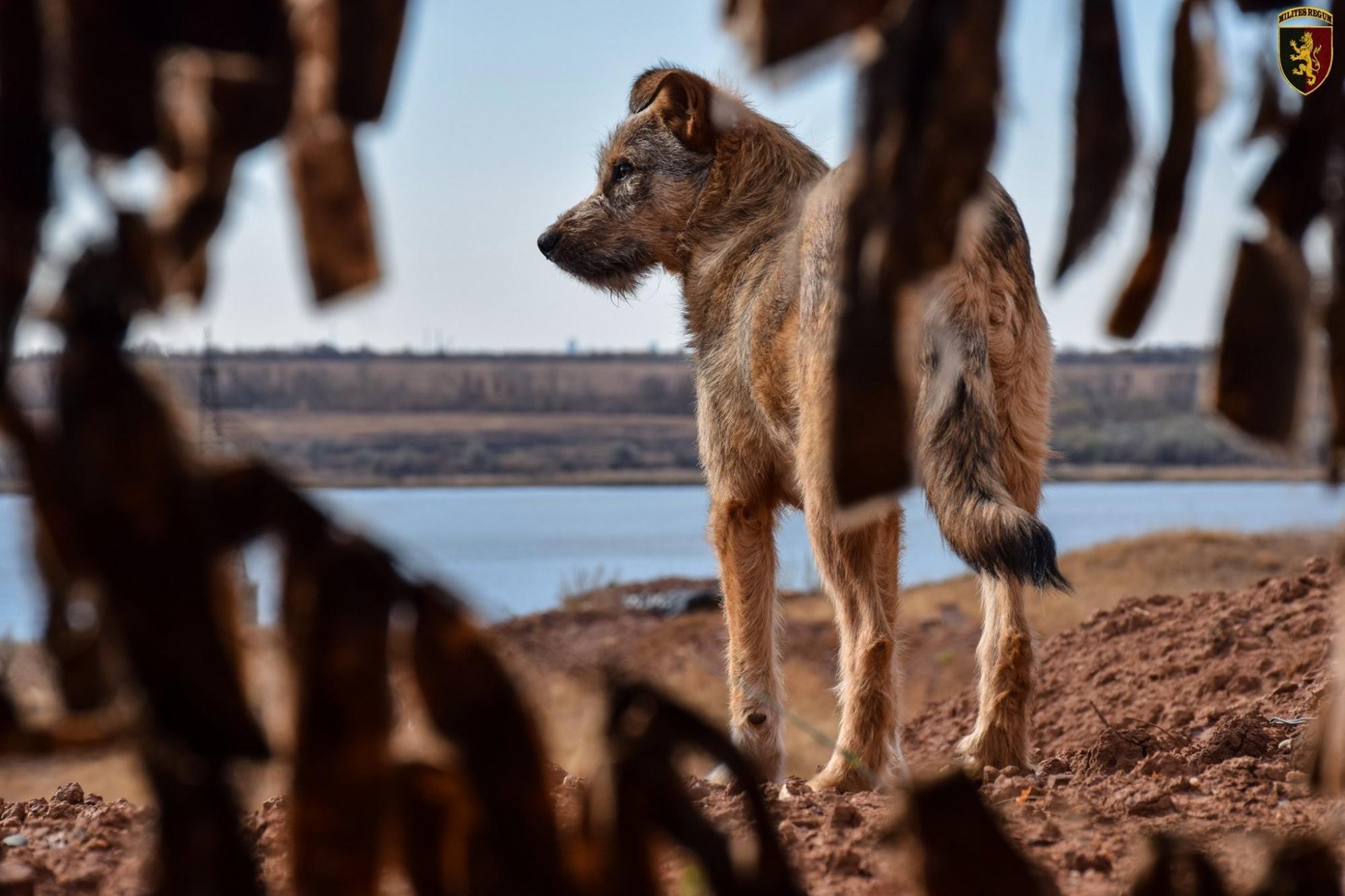 Лохматые вояки: фото верных четвероногих друзей украинских бойцов на передовой