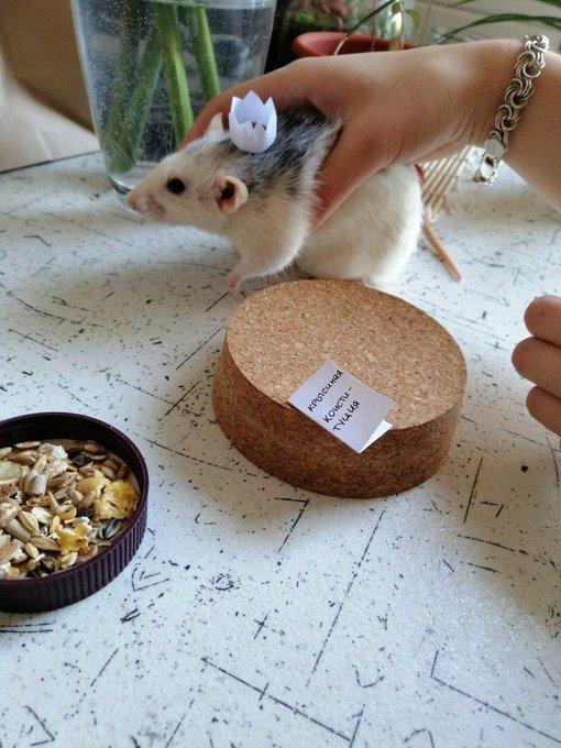 Если диктатор, то только такой: белорусы массово инаугурируют котов, собак и мышей (фото)