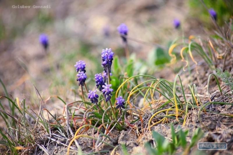 Под Одессой на Новый год распустилось множество летних цветов: яркие фото
