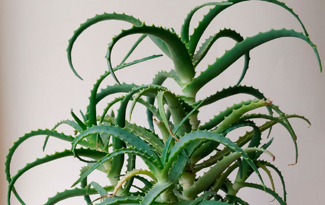 Эти комнатные растения принесут здоровье в ваш дом