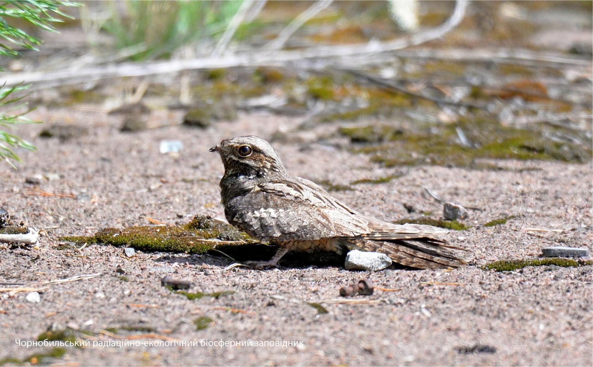 В Чернобыле показали птицу-привидение: удивительные фото