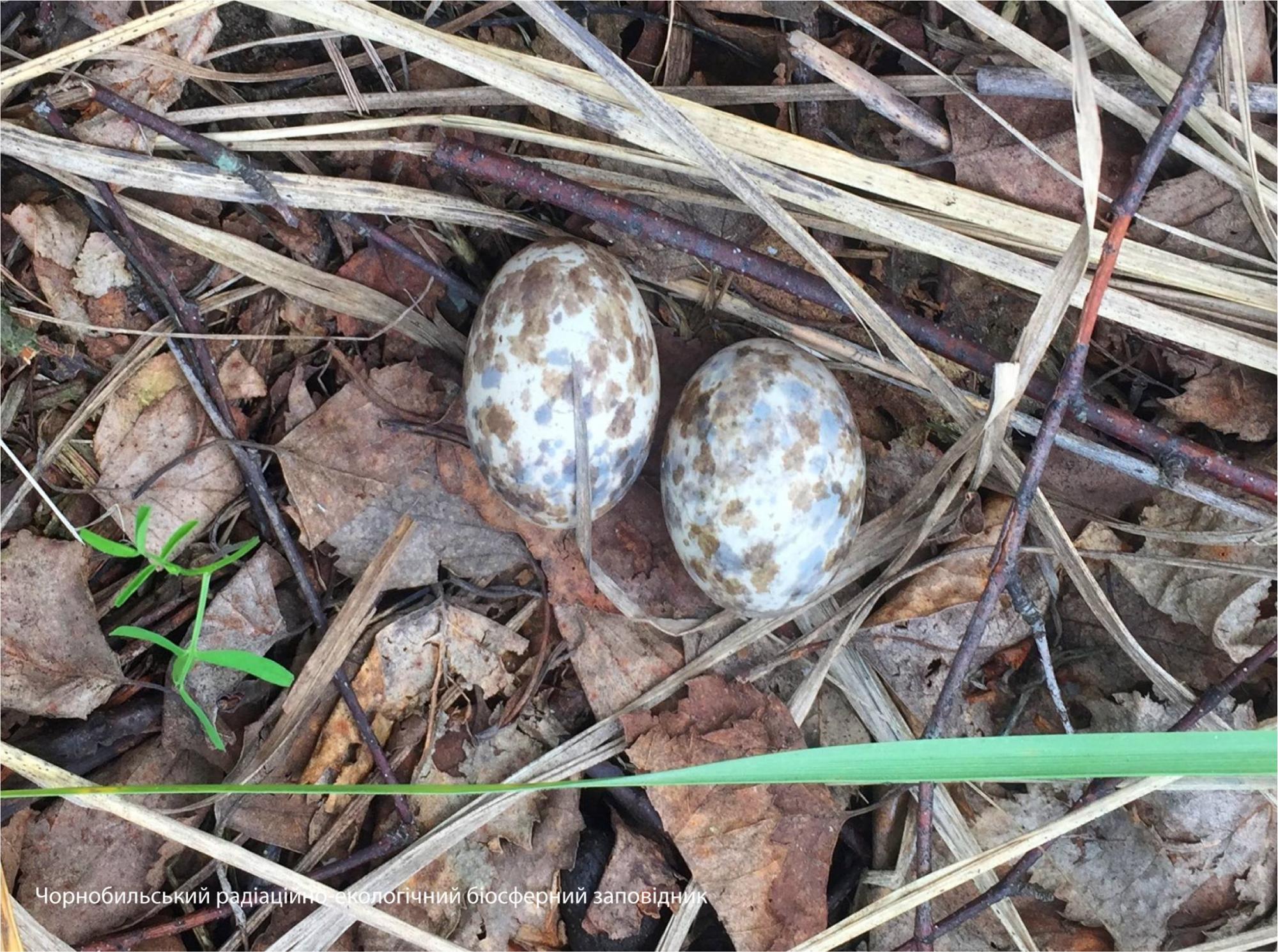 В Чернобыле показали птицу-привидение: удивительные фото