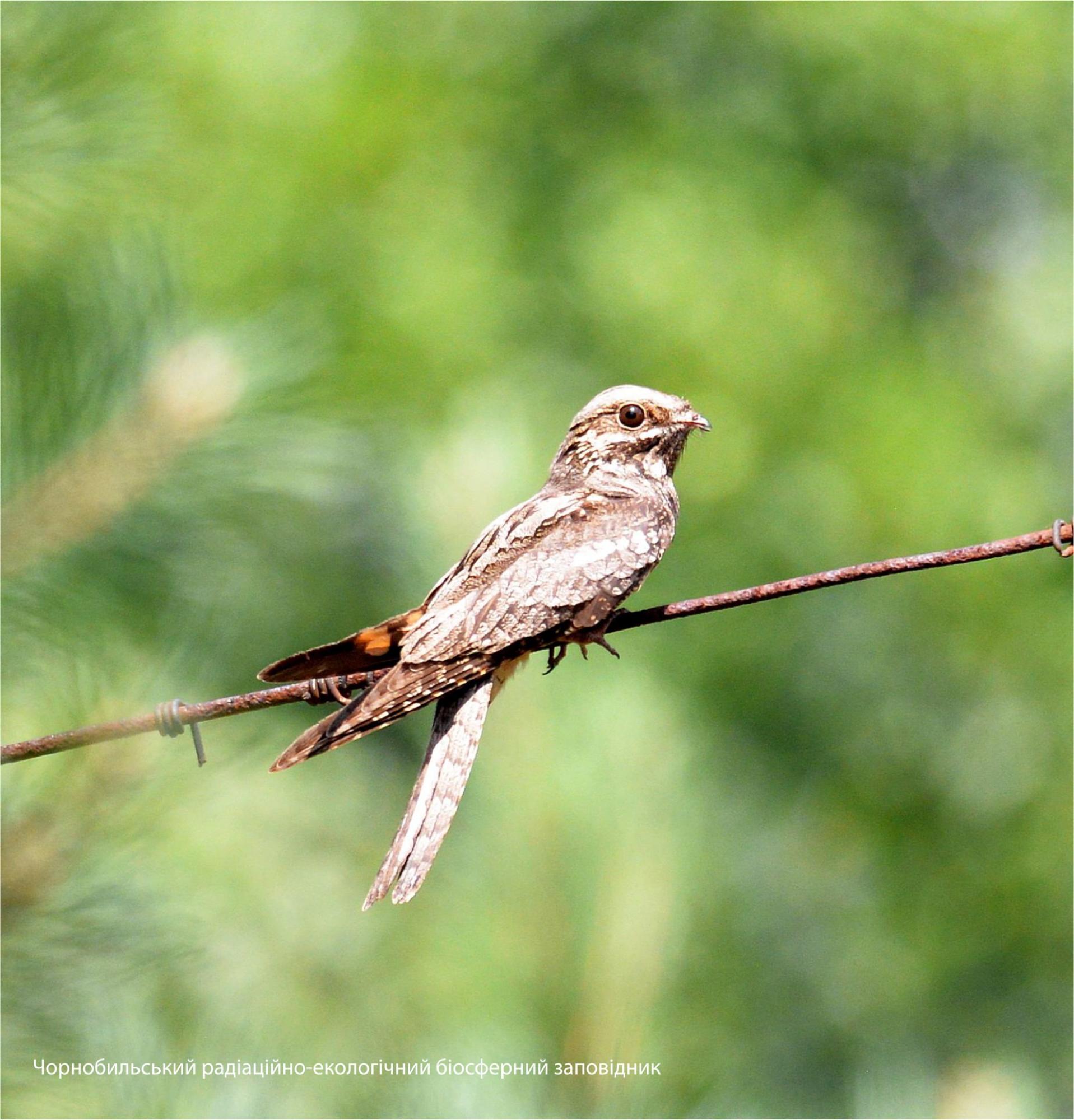В Чернобыле показали птицу-привидение: удивительные фото