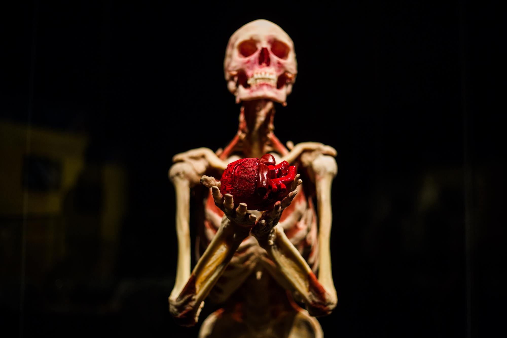 7 причин відвідати виставку Body Worlds — "Всесвіт тіла"
