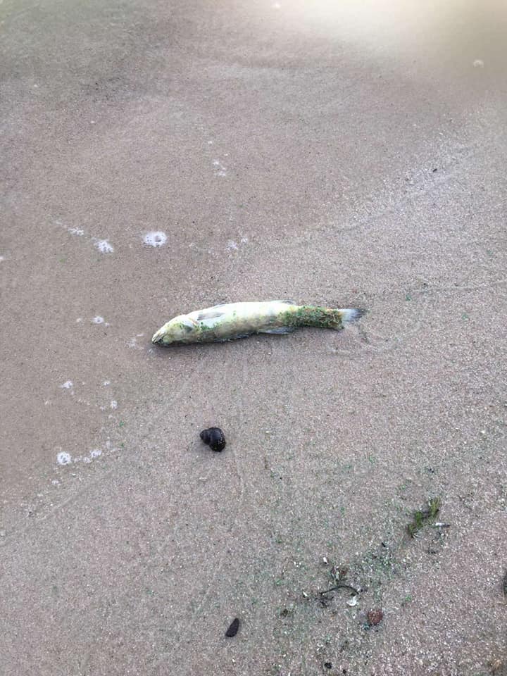 Под Киевом весь берег водохранилища засыпало мертвой рыбой: сотни судаков