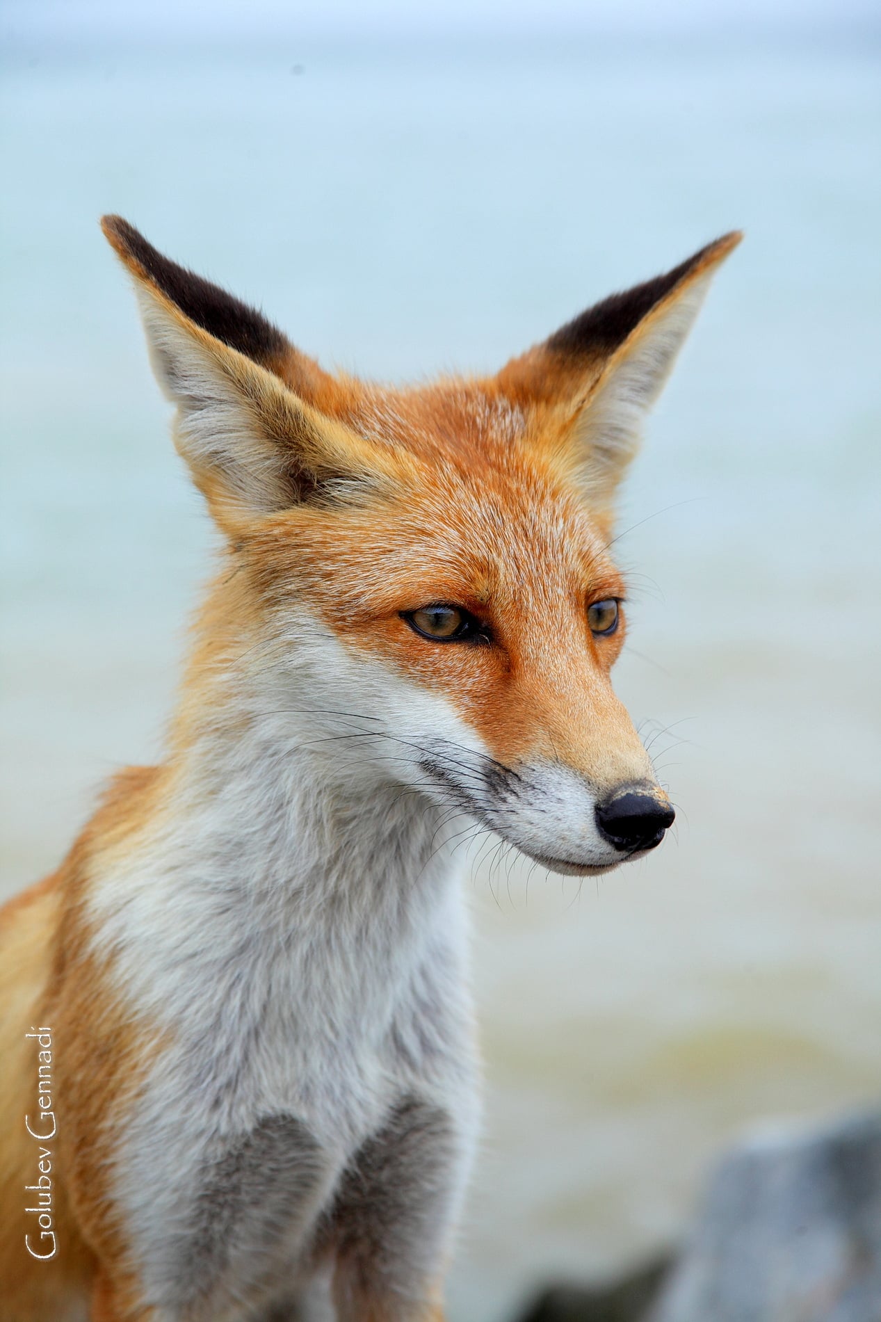 Под Одессой на пляже поселились лисы, которые не боятся людей: показали атмосферные фото