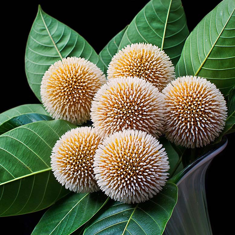 Найдено растение, которое побеждает  рак