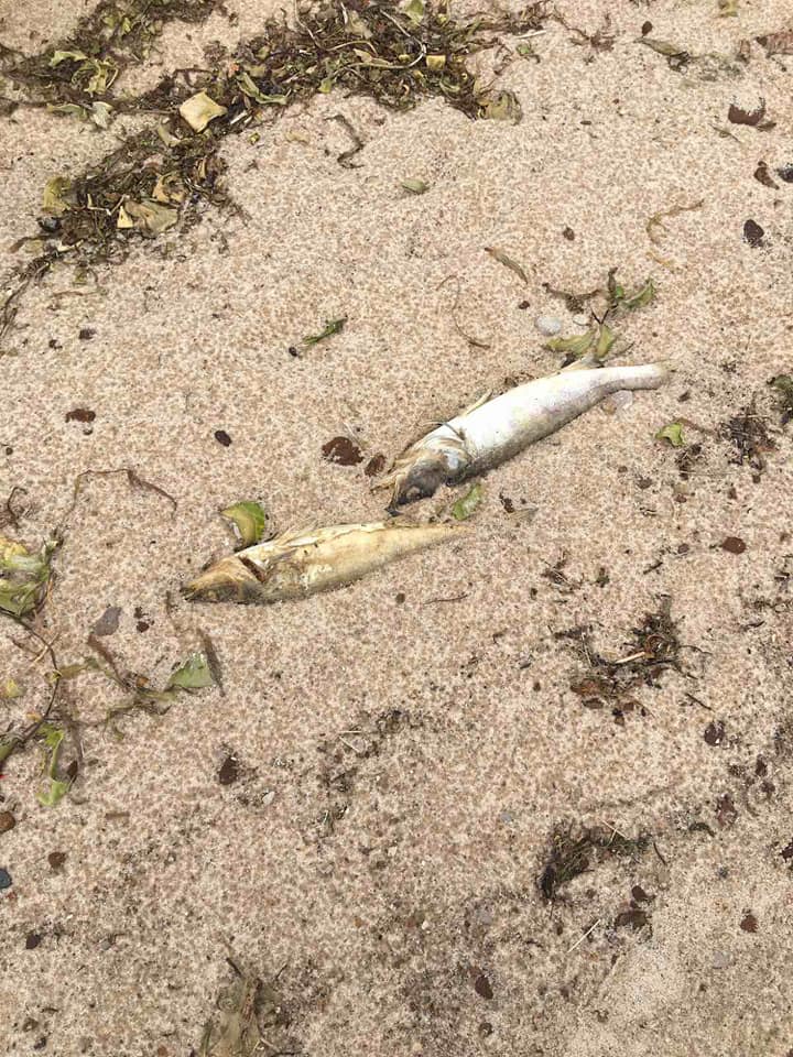 Под Киевом весь берег водохранилища засыпало мертвой рыбой: сотни судаков