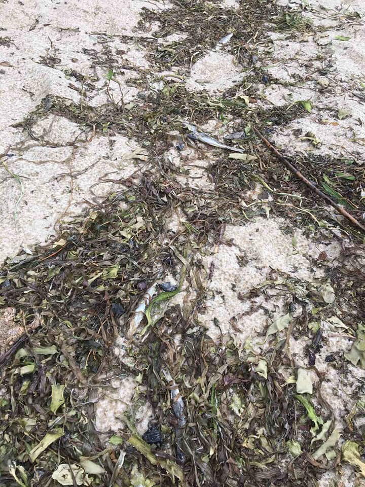 Под Киевом весь берег водохранилища засыпало мертвой рыбой: сотни судаков