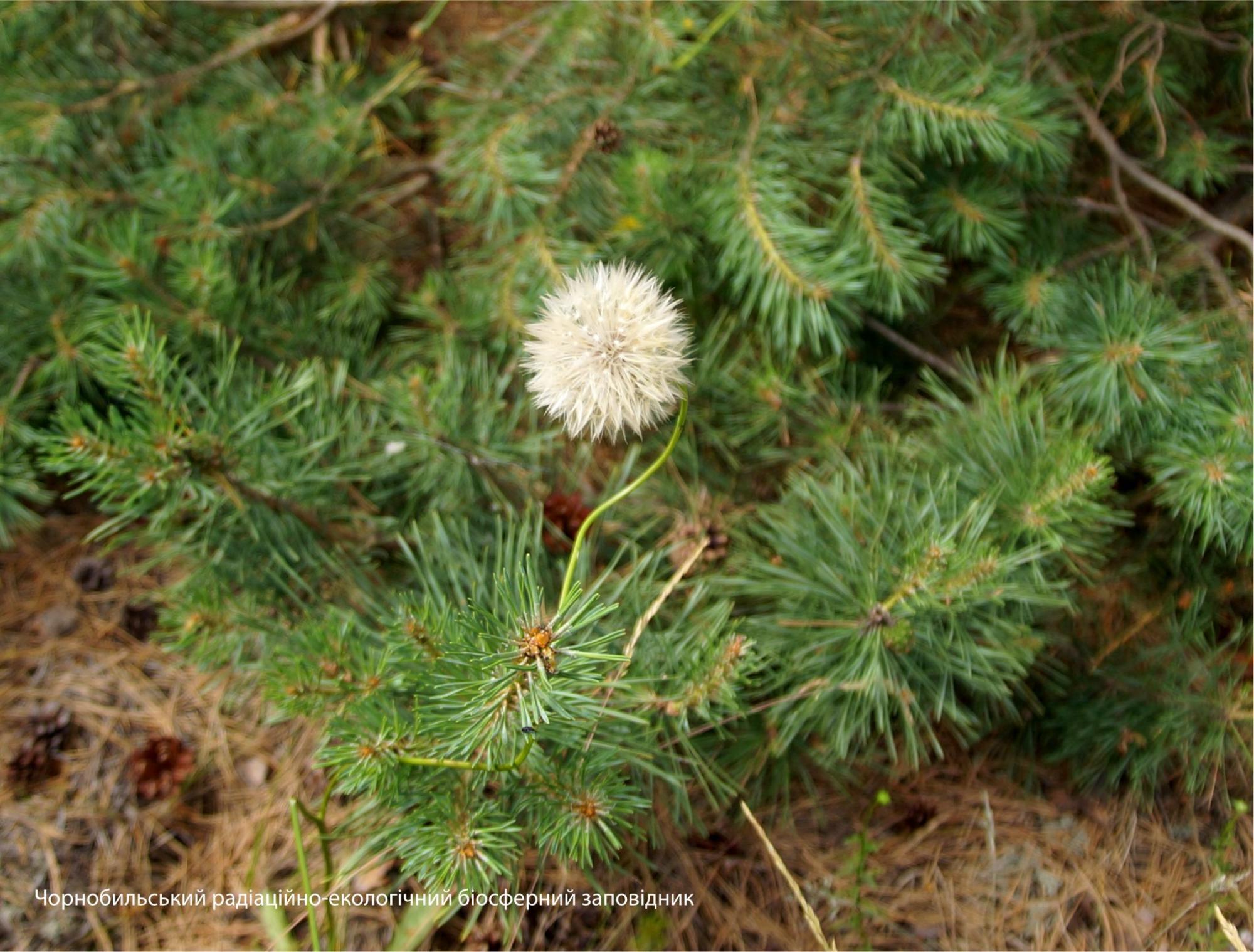 В Чернобыле природа побеждает цивилизацию: появились впечатляющие фото