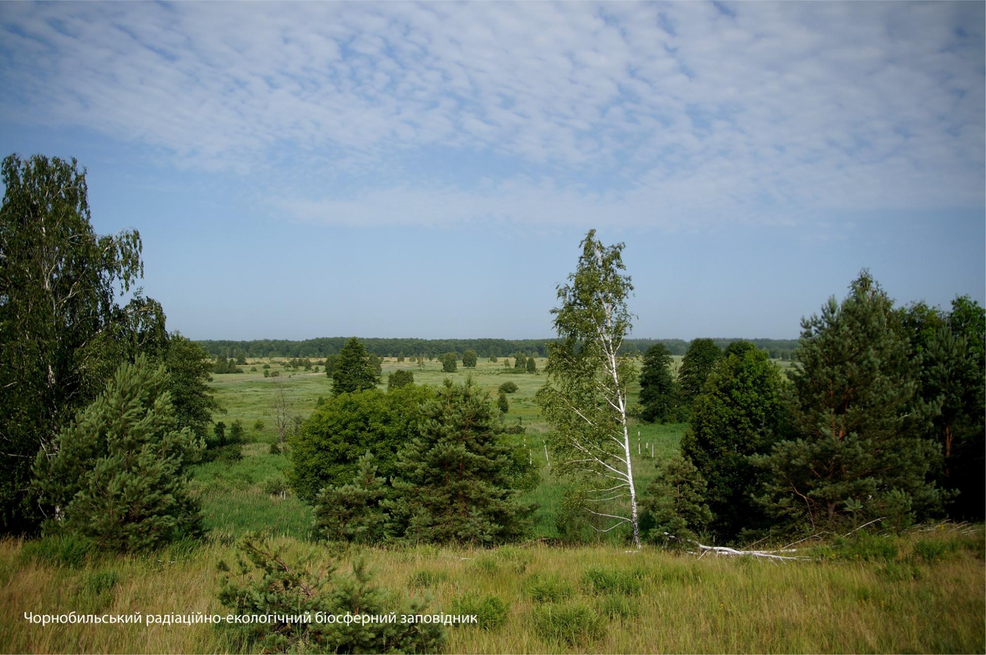 В Чернобыле природа побеждает цивилизацию: появились впечатляющие фото