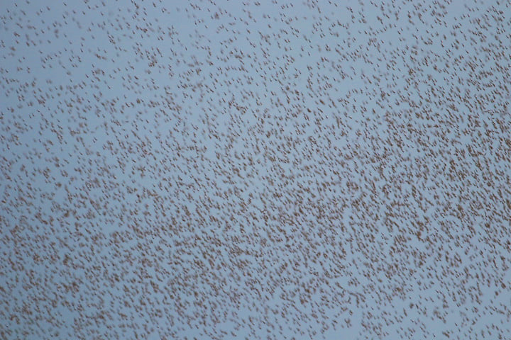 Під Одесою рій комарів атакував нацпарк: "неначе клуби диму" (фото)