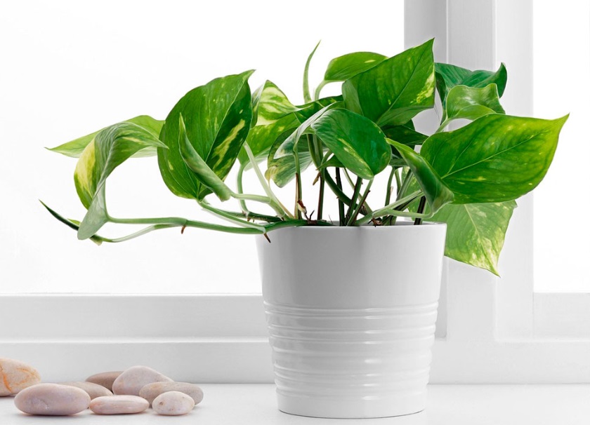 Мы дышим ядами: украинцам дали советы, как очистить воздух в доме