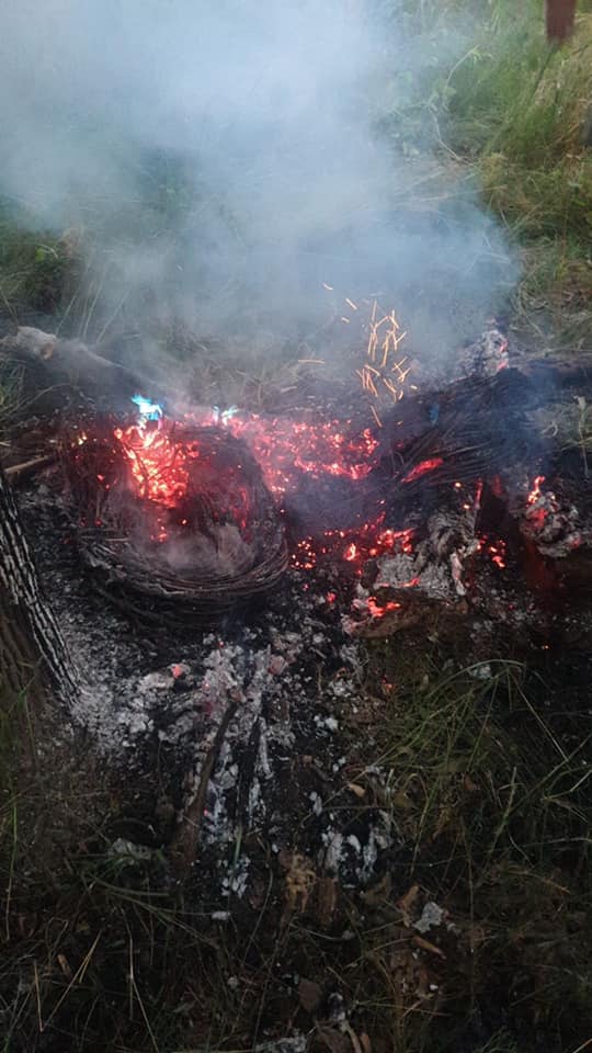 В Киеве несколько раз пытались поджечь уникальный участок природы: местные бьют тревогу (фото)