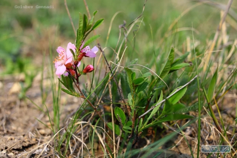 Под Одессой на Новый год распустилось множество летних цветов: яркие фото