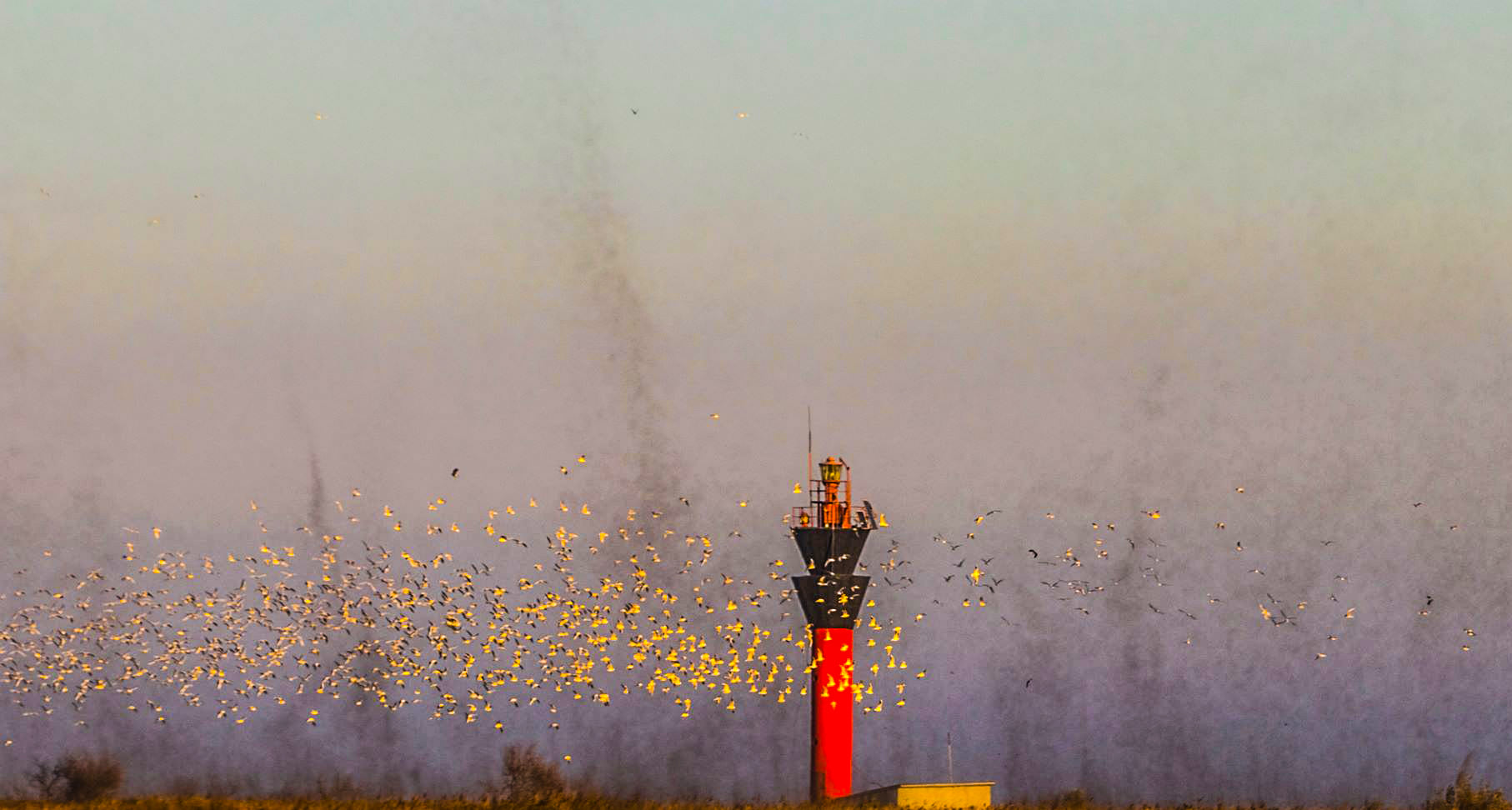 Під Одесою рій комарів атакував нацпарк: "неначе клуби диму" (фото)