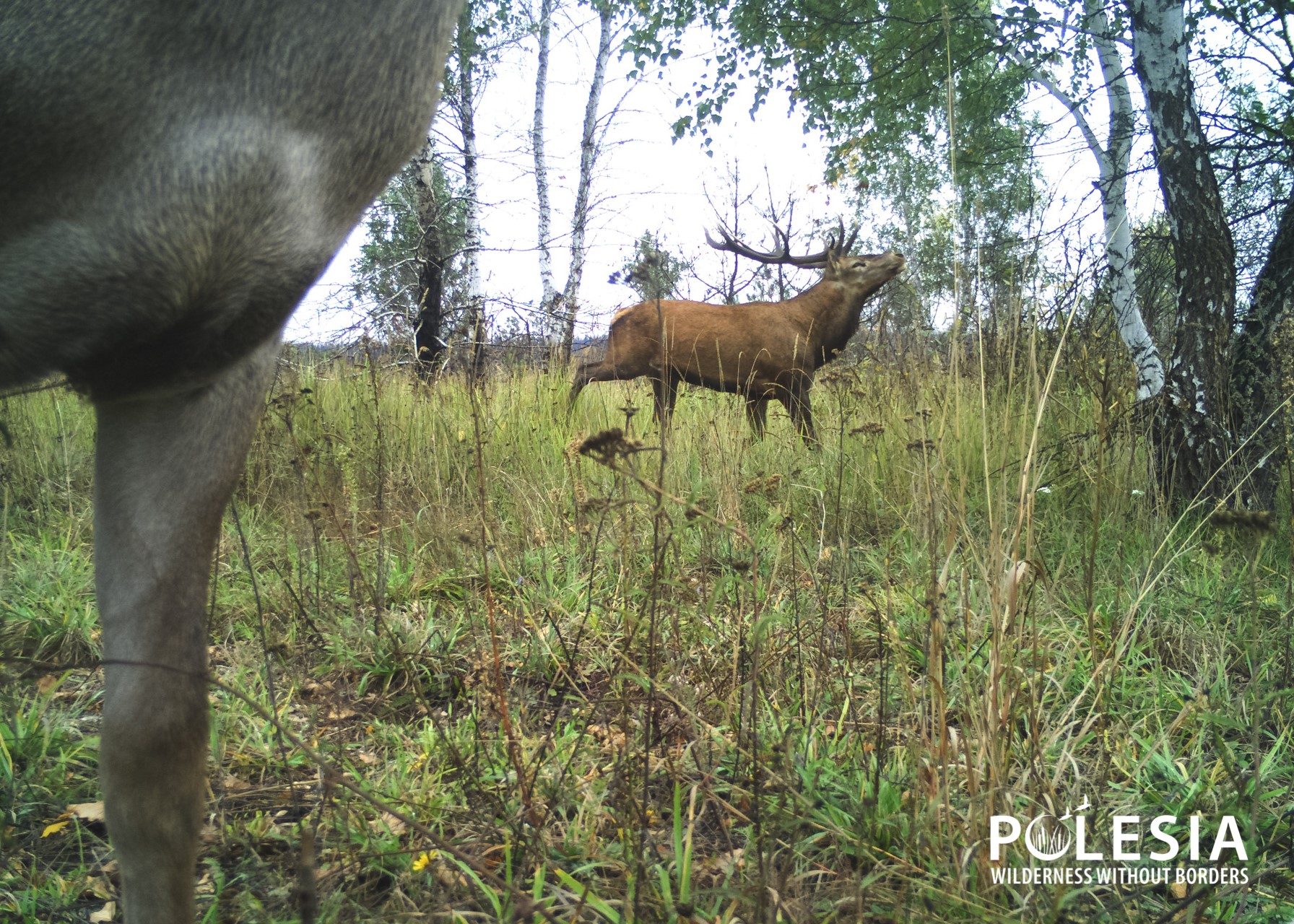 В Чернобыле показали редкое благородное животное, которое давно исчезло