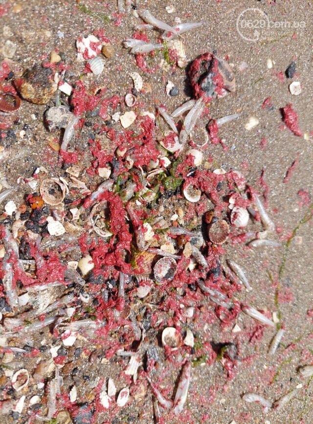 В Азовское море попало много краски: гибнет рыба, людям запретили купаться (фото)