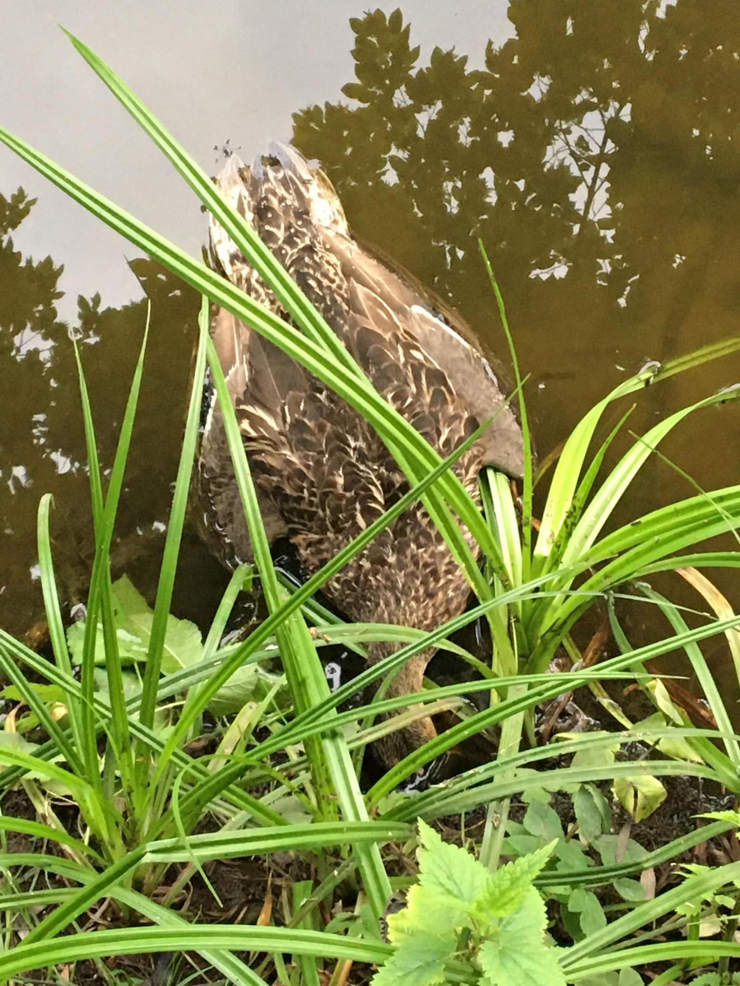 На прудах в Киеве массово погибли утки и рыба: что произошло (фото)
