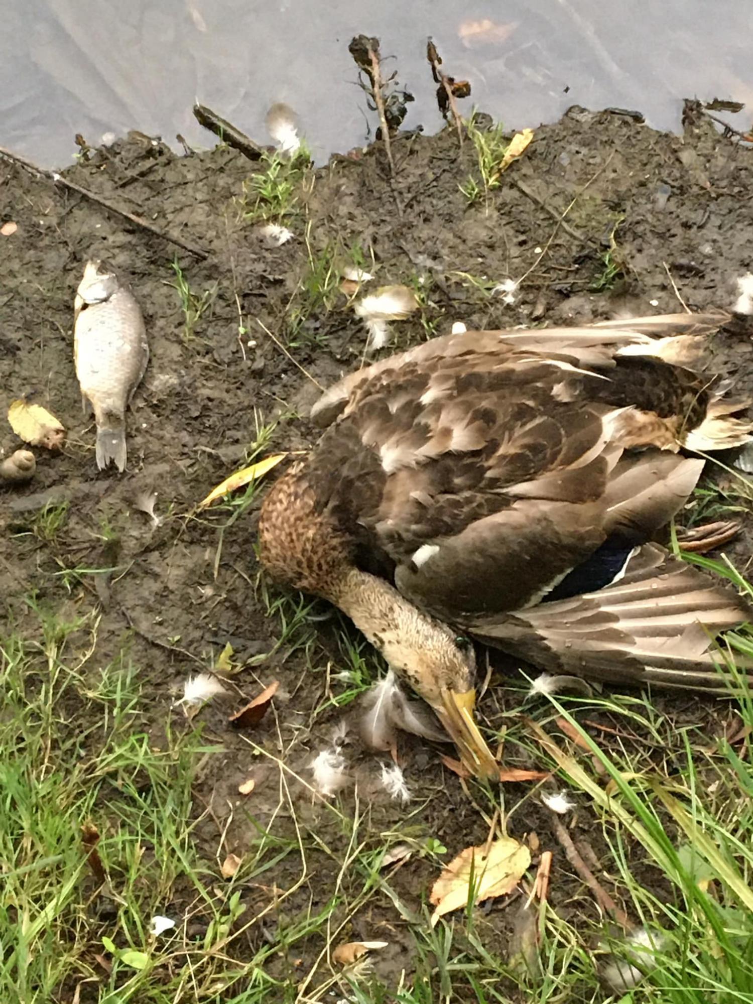 На прудах в Киеве массово погибли утки и рыба: что произошло (фото)