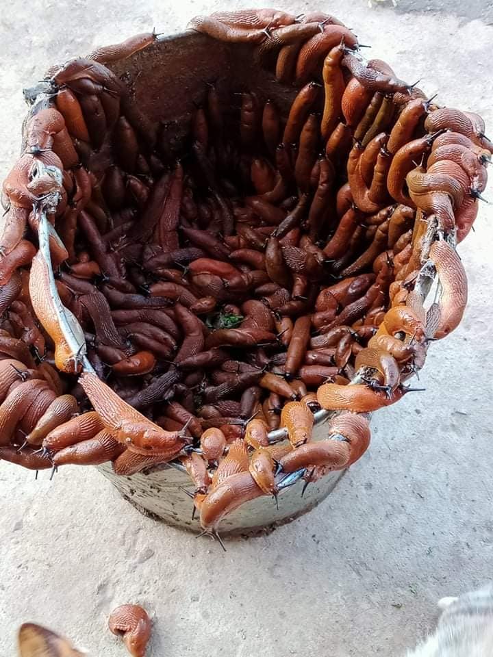 Под Львовом рыжие улитки атакуют местных жителей: лезут аж в дом (фото)