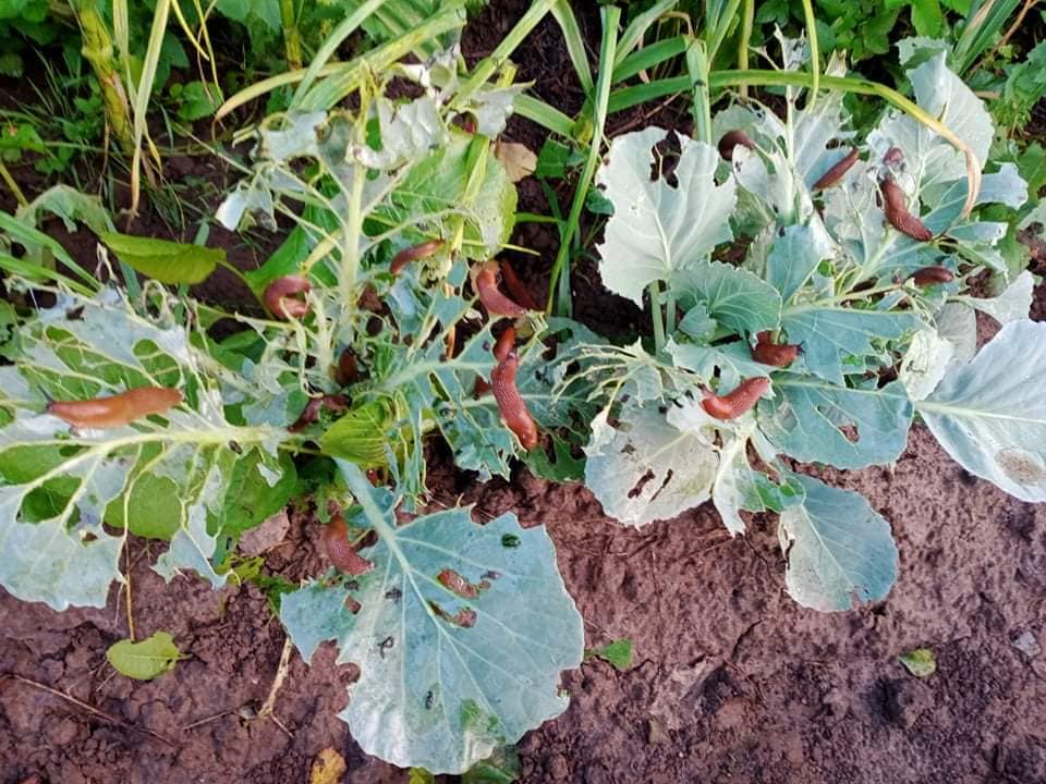 Под Львовом рыжие улитки атакуют местных жителей: лезут аж в дом (фото)