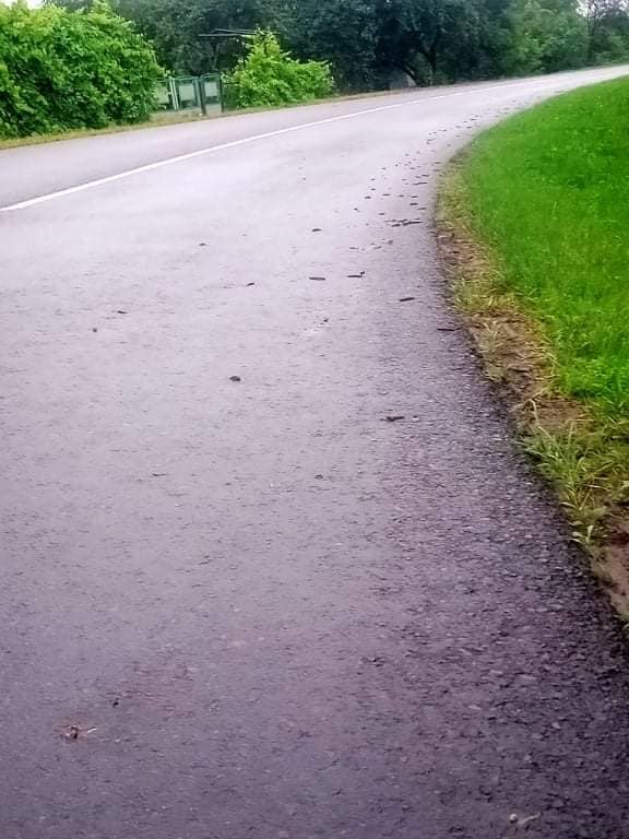 Под Львовом рыжие улитки атакуют местных жителей: лезут аж в дом (фото)