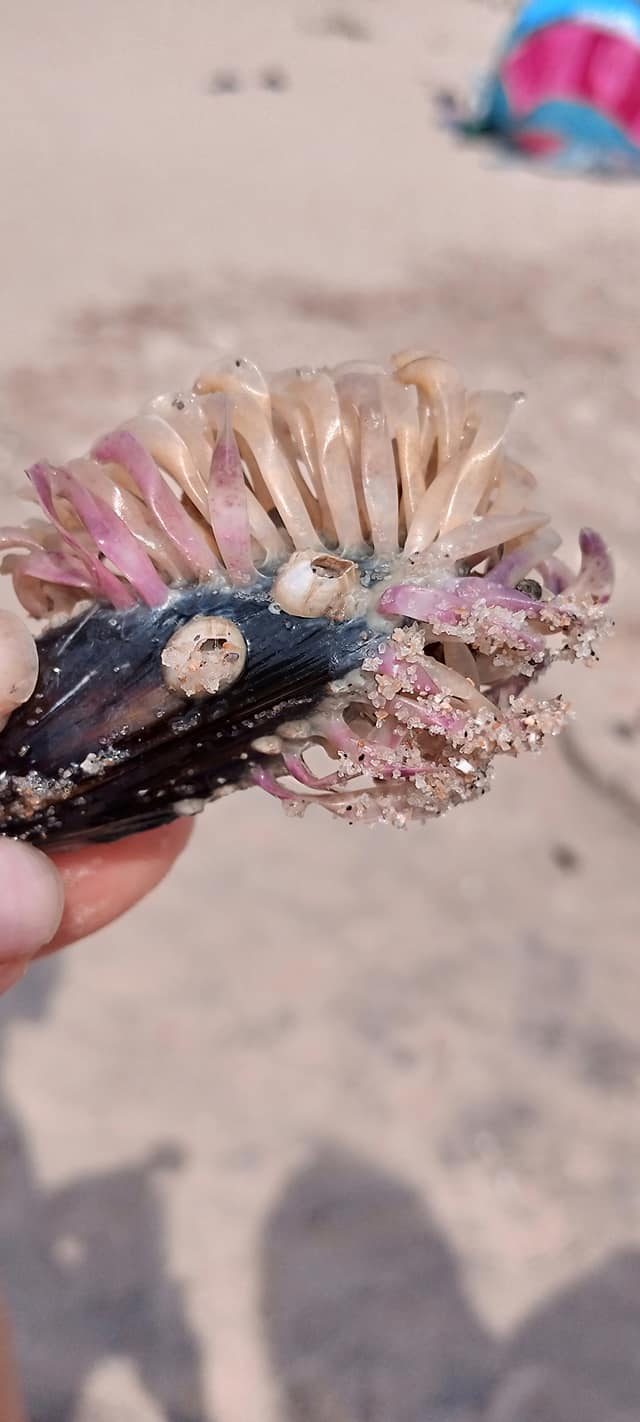 На берегу Азовского моря нашли причудливых созданий: что оно такое?! (фото)