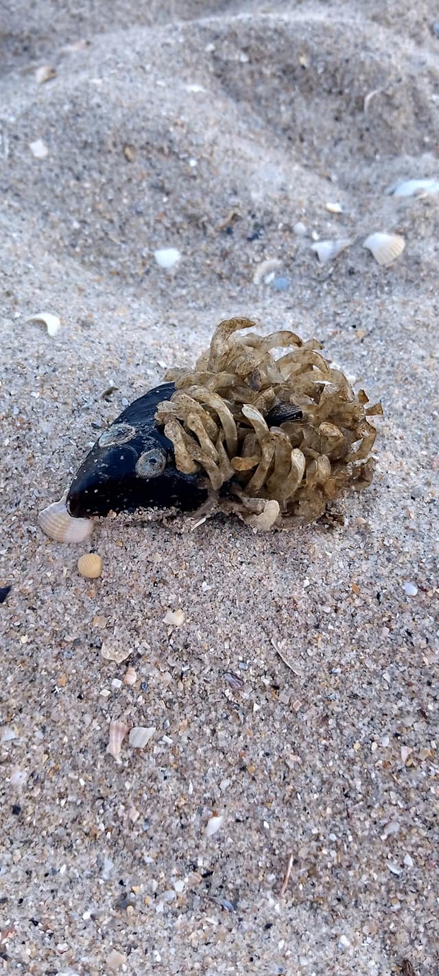 На берегу Азовского моря нашли причудливых созданий: что оно такое?! (фото)